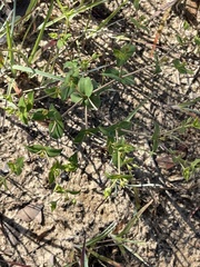Euphorbia floridana