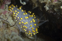 Eubranchus tricolor