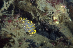 Eubranchus tricolor