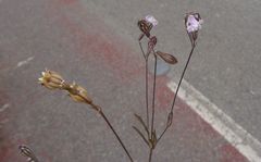 Silene secundiflora