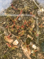 Crassula aquatica