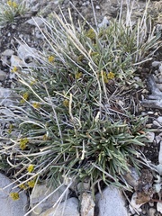 Lomatium graveolens alpinum