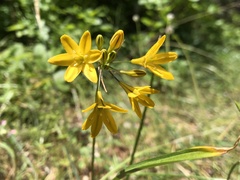 Triteleia crocea