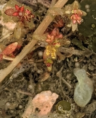 Crassula aquatica