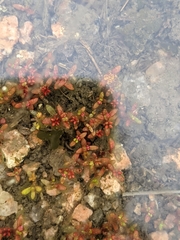 Crassula aquatica