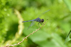 Indothemis carnatica