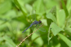 Indothemis carnatica