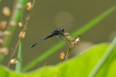 Indothemis carnatica