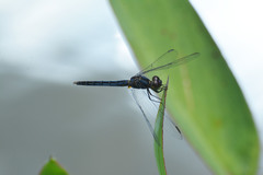 Indothemis carnatica