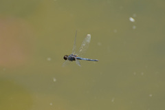 Indothemis carnatica