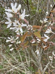 Amelanchier × lamarckii