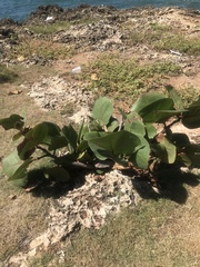 Coccoloba uvifera