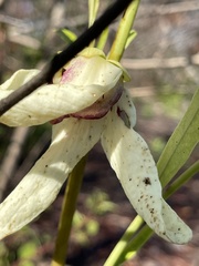 Asimina angustifolia