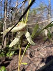 Asimina angustifolia