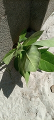 Tracheophyta