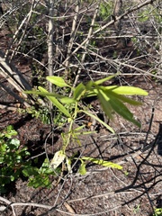 Asimina angustifolia