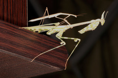 Empusa binotata