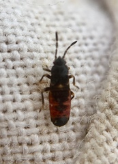 Ischnodemus sabuleti