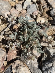 Astragalus platytropis