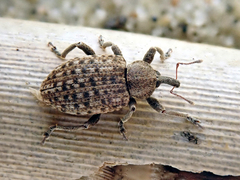 Hypera contaminata