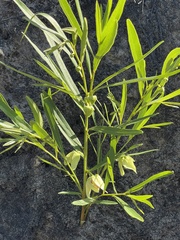 Asimina angustifolia