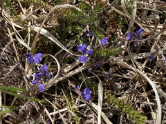Polygala serpyllifolia