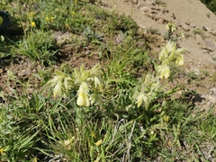 Onosma pseudoarenaria fallax