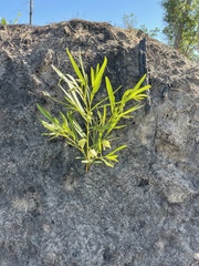 Asimina angustifolia