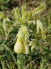 Onosma pseudoarenaria fallax
