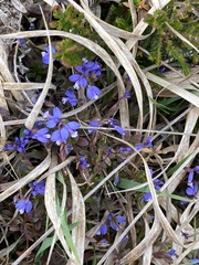 Polygala serpyllifolia