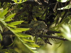 Saucerottia beryllina