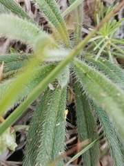 Onosma pseudoarenaria fallax