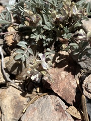 Astragalus platytropis