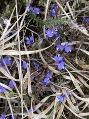 Polygala serpyllifolia