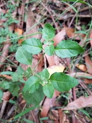 Prostanthera melissifolia