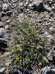 Lomatium graveolens alpinum