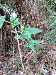 Senecio velleioides