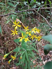 Senecio velleioides