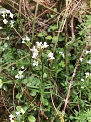 Cardamine pratensis