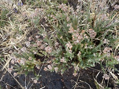 Erica tetralix