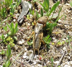 Gryllotalpa vineae