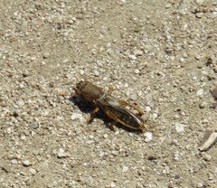 Gryllotalpa vineae
