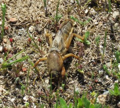 Gryllotalpa vineae