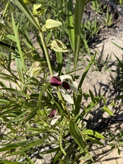 Asimina angustifolia