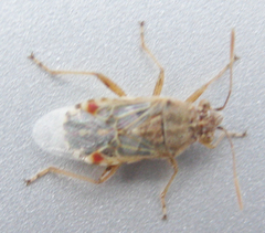 Liorhyssus