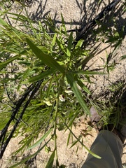 Asimina angustifolia