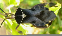 Petascelis remipes