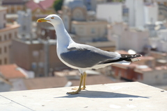 Larus michahellis