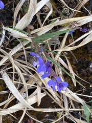 Polygala serpyllifolia