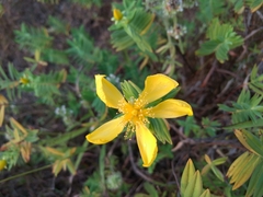 Hypericum mysurense